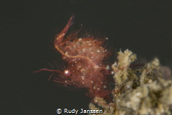 Hairy shrimp with eggs by Rudy Janssen 